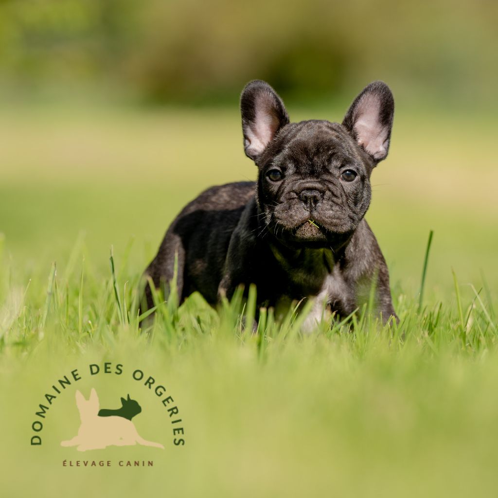 Le Domaine des Orgeries - Chiot disponible  - Bouledogue français