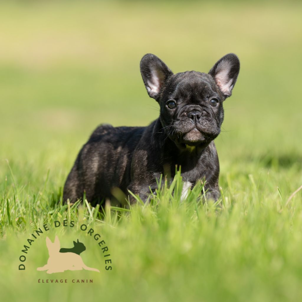 Le Domaine des Orgeries - Chiot disponible  - Bouledogue français